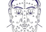 基础面相学讲座教学视频12集