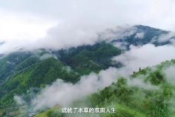 [认识身边的中草药]乡间无杂草，认识全是宝!每天一味中草药，成就中医大梦想!  第1张