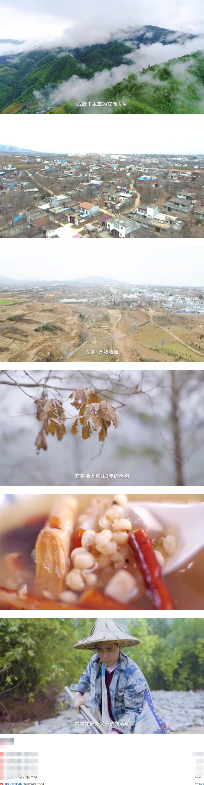 [认识身边的中草药]乡间无杂草，认识全是宝!每天一味中草药，成就中医大梦想!  第2张